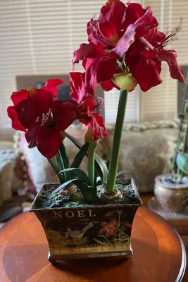 Amaryllis In Painted Pot Artificial Floral Holiday Decoration 24" Red - New - Image 1 of 4