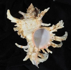 murex cornucervi albino wide - Picture 1 of 2