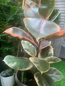 Rooted Ficus Pink Rubber Tree or Rubber Plant and transcan Indoor plant 20 -30" - Picture 1 of 4