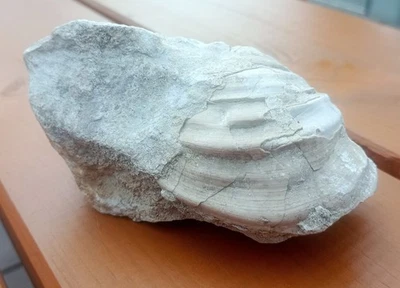 Fossil Muschel im Kalkstein Jurassic Salzgitter Salder Fundstück Fossilien - Bild 1 von 4