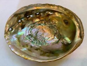 Natural Large Red Abalone Shell with Vibrant Color 8 1/2 x 6 1/2 Inches - Picture 1 of 12