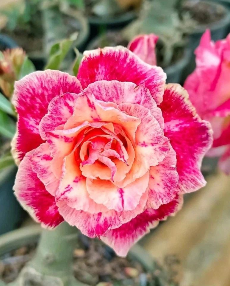 10. Hermosa semilla de rosa del desierto (roja y amarilla), rara Foto 1 de 1