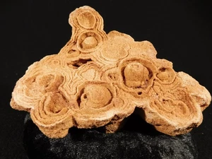 Big! 600 Million Year Old STROMATOLITE Fossil 100% Natural Morocco 605gr - Picture 1 of 14