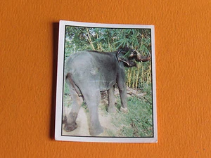 N°201 PANINI WORLD WILDLIFE FUND WWF 1 ANIMAUX A SAUVER 1986 - Imagen 1 de 1