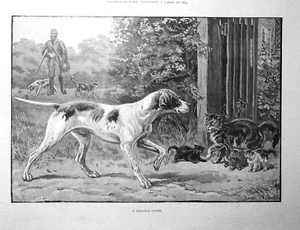 HUNT SCENE; A Strange Covey: Dog Pointing at Cat w/kittnes; 1889 Original print - Picture 1 of 1