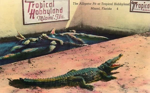 Postal Alligator Pit Hobbyland Miami Florida Fl lino sin publicar - Imagen 1 de 2