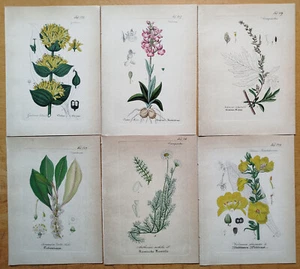 Flora of Germany Lot of 6 Botanical Prints (E) - 1860 - Picture 1 of 2