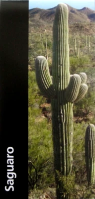 Saguaro National Park National Park Service Arizona Unigrid Brochure Map - Image 1 of 3