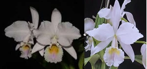 Cattleya labiata amesiana 'Menina x Pedra Azul' - Imagen 1 de 5