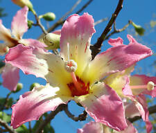 Chorisia speciosa @@ exotic flowering tree silk floss bottle baobab seed 5 seeds