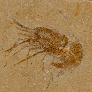 1,4 Zoll fossile Garnelen Carpopenaeus Kreidezeit 100 Mil Jahre alt Libanon Echtheitszertifikat - Bild 1 von 7
