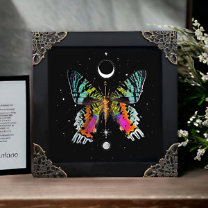 Real Sunset Moth Open Wings Display Shadow Box Taxidermy Insect Gift For Friend