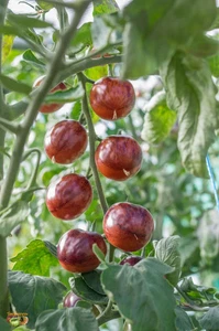 Tomatensamen (7+ Samen); USA Sorte "Purple Dragon", aus 2024 - Bild 1 von 1
