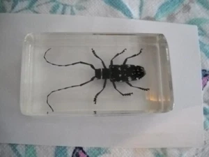 NEW Horned Beetle Paperweight - Picture 1 of 3
