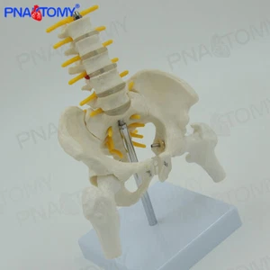 17*13*9cm Small five-section lumbar vertebrae with pelvic and femoral nerve - Picture 1 of 5