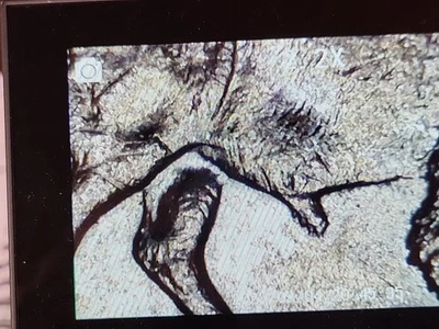 2005 P Detached Leg Jefferson bison nickel error - Image 1 of 4