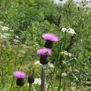 Melancholy Thistle Seeds Cirsium Heterophyllum Spineless Perennial Herb - Picture 1 of 1