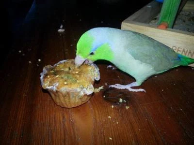 GINI'S BIRDIEBREAD™ CONES AND MUFFINS Power Veggie 3 DOZ Gini's BIRDIEBREAD Cones & Muffins