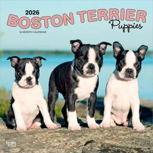 Browntrout Boston Terrier Puppies 2026 12 x 12 Wall Calendar w - Picture 1 of 2