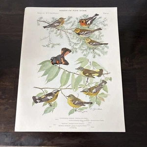 1914 Book Plate #97 Birds of New York Louis Agassiz Fuertes Warblers Redstart - Picture 1 of 3