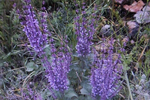 5 Graines Juif Sauge, Sauge Judaica #1117 - Bild 1 von 1