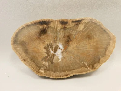 Petrified Wood Schilderia Round Polished Slab 6 inch Arizona #O2124 - Image 1 of 4