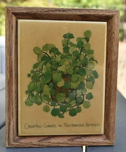Marco de azulejo/roble Dan Deleau CREEPING CHARLIE-LECTRANTHUS AUSTRALIS Art Porcelana - Imagen 1 de 5