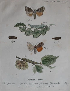 Christoph Wilhelm Bock - Pestaña Pirámide (Pyramidea). CLXXI - o.J. - Estilos de cobre - Imagen 1 de 6