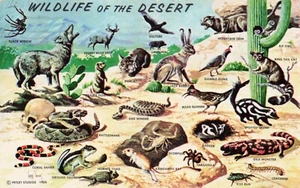 Wildlife of the Desert Arizona PC Vintage Pubblicato 1963 - Foto 1 di 2