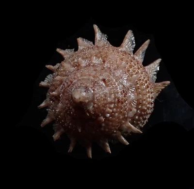 Sea Shell - Bolma persica ("Peach bolma") 37mm - Image 1 of 3