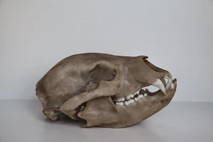 Black bear Skull - life sized - high quality replica - FREE world wide shipping. - Bild 1 von 3