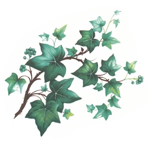 Ivy Trailing Eugenie Vine Overglaze Ceramic Decals - Picture 1 of 7