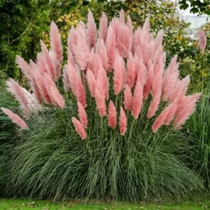 Pink Pampas Grass Live Plant - Cortaderia Selloana Rosea - 3"-5" Tall - No Pot - Picture 1 of 5