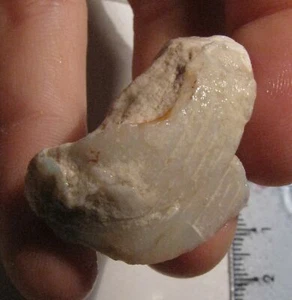 O&co Opale noble coober pedy australie bivalve fossile 31.80cts - Imagen 1 de 3