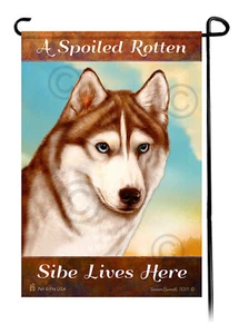 A Spoiled Rotten Blue Eyed Red and White Sibe Lives Here - Picture 1 of 1