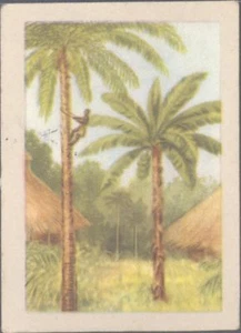 Jacques - Our Congo - 61 - Coconut and Banana Palms - Picture 1 of 1