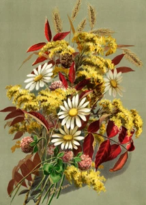 Daisies Clover Goldenrod And Autumn Leaves by Louise Clarkson Whitelock Flora... - Bild 1 von 1