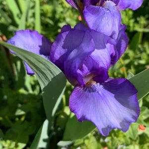 Standard Dwarf Bearded Iris Rhizome "BLEND OF BLUE" J. T. Aitken 2012 AWARDS! - Picture 1 of 3