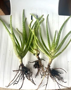 ALOE VERA 3x Bare Rooted Plants/ Succulent for HEALING MEDICINAL USE - Picture 1 of 1