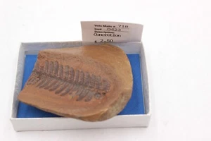 2.5" Fossil Fern Leaves Natural Mazon Creek Pennsylvanian Age Fern Fossil - Picture 1 of 5
