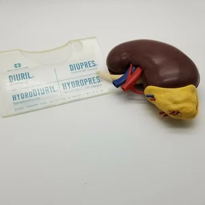 Vintage Pharmaceutical Kidney Model  2 Part  - Picture 1 of 4