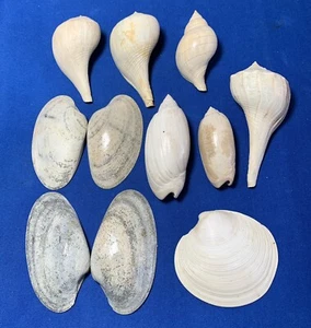 Recent Finds!!  Great Lot Of (9) Pleistocene Era Shells Great Condition! - Picture 1 of 17