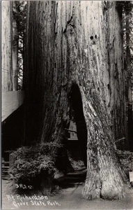 c1940s California RPPC Postkarte "At Richardson Grove State Park" PATTERSON Photo - Bild 1 von 2