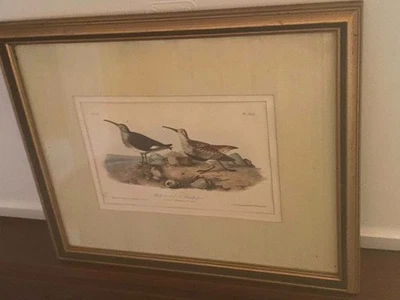 birds of america plate 332 1st ed 1840=1844 no67 redback sandpiper - Image 1 of 4