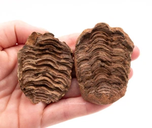 Einzigartiger fossiler Trilobit in Geode Marokko 2378 - Bild 1 von 4