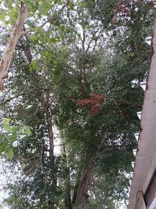 5 Southern Live Oak Tree Plants 8-12" Quercus Virginiana Rooted Evergreen Tree - Picture 1 of 2