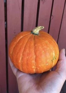 Gold Nugget Pumpkin 25  Seeds – Sweet Mini Winter Squash – Heirloom Variety - Picture 1 of 2