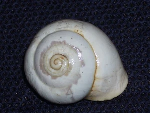 DUPOTETIA RUSSADIRENSIS WOOOOOW - Picture 1 of 2