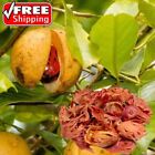 Getrocknete Muskatnusskeule Ayurveda Kräuter Kräutergewürze beste Qualität 100 % Bio Ceylon