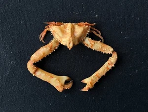 CRABS/Deep sea crab species preserved dried crabs - Picture 1 of 2